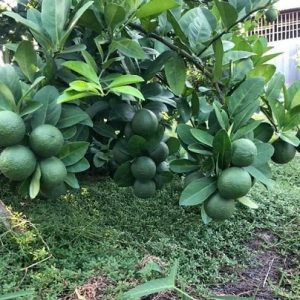 cây chanh tứ quý