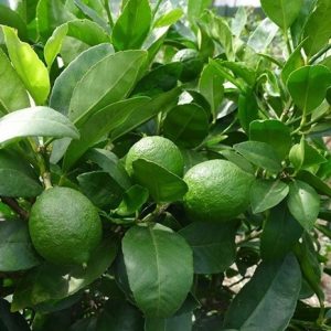 cây chanh tứ quý