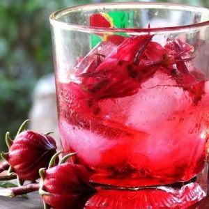 cây atiso - bụp giấm