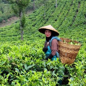 cây chè xanh giống