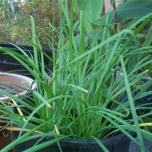 cây hẹ lá nhỏ trồng chậu