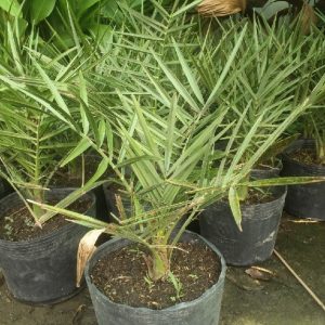 Cây chà là nam mỹ