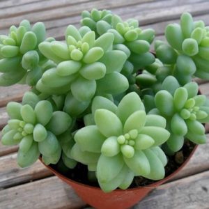 cây chuỗi ngọc bi chậu treo