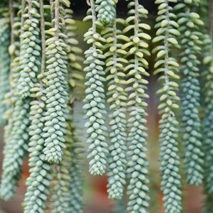 cây chuỗi ngọc bi chậu treo