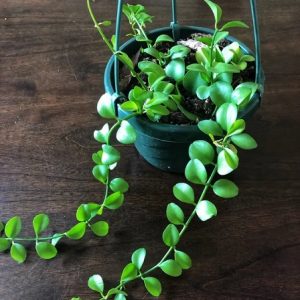 cây đô la chậu treo