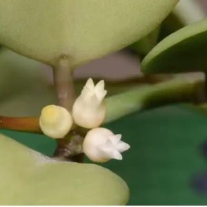 cây đô la chậu treo