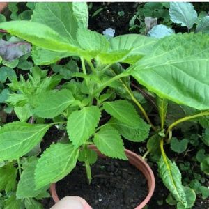 cây tía tô nhật bản