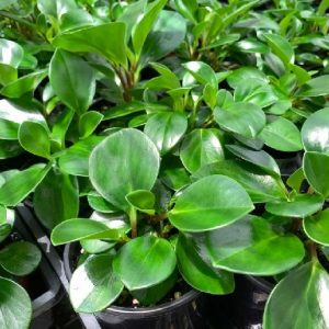 cây trường sinh chậu treo