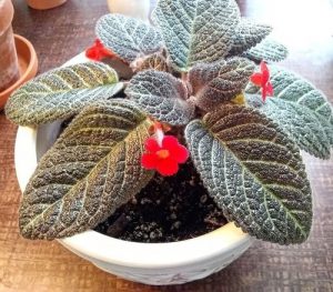 cây ấm kiếm chậu treo