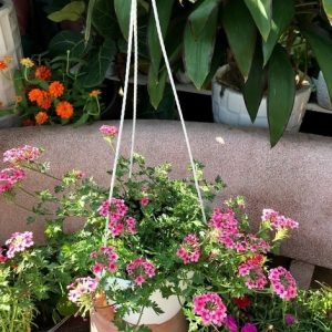 cúc nữ hoàng chậu treo