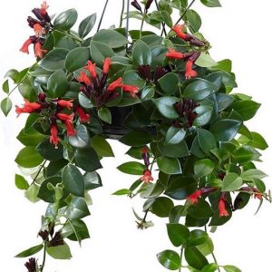hình ảnh: cây hoa son môi chậu treo