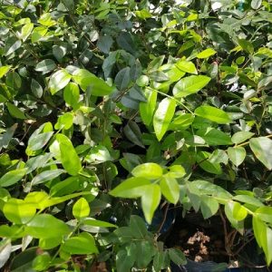 cây nho thân gỗ 12 vụ