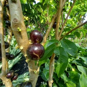 cây nho thân gỗ 12 vụ