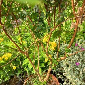 cây nho thân gỗ 12 vụ