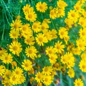 hình ảnh: cây hoa bi sao băng