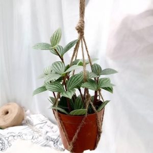 hình ảnh: cây bình an chậu treo dùng trong trang trí