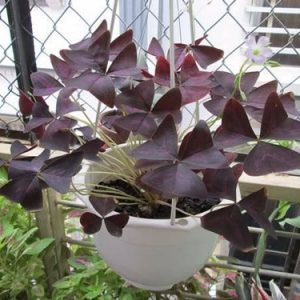 hình ảnh: cây bướm đêm chậu treo