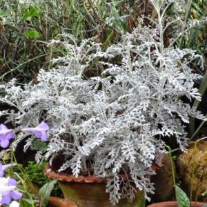 hình ảnh: cây cúc lá bạc trong trang trí