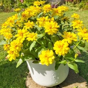 hình ảnh: cây cúc lá nhám chậu treo