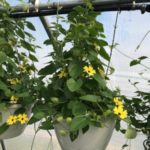 hình ảnh: cây hoa mắt huyền