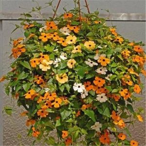 hình ảnh: cây hoa mắt huyền chậu treo