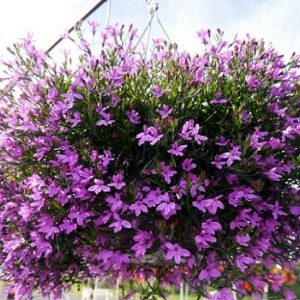 hình ảnh: cây hoa thúy điệp dùng trong trang trí