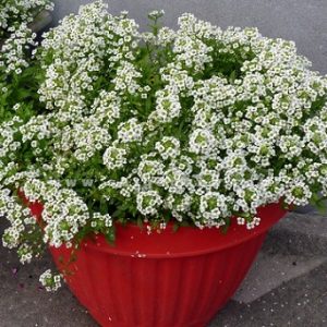 hình ảnh: cây hoa hương tuyết cầu