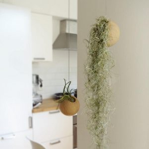 hình ảnh: cây không khí tóc tiên