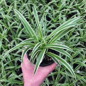 hình ảnh: cây cỏ nhện