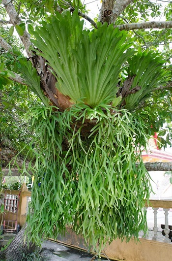 Hình ảnh: cây ổ rồng