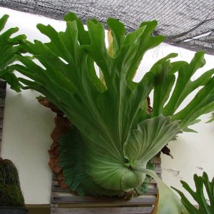 hình ảnh: cây ổ rồng