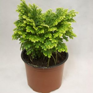 hình ảnh: cây rêu phong uyển