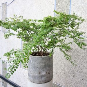 hình ảnh: cây sơn liễu