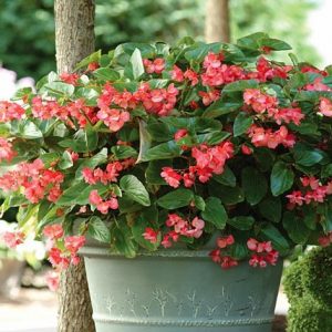 hình ảnh: cây thu hải đường trường sinh