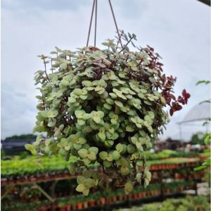hình ảnh: cây tổ ong chậu treo