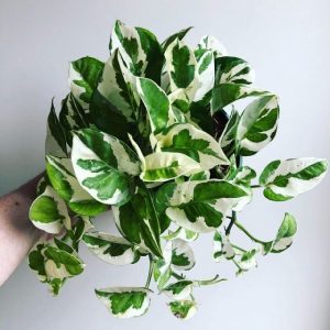 hình ảnh: cây trầu bà cẩm thạch