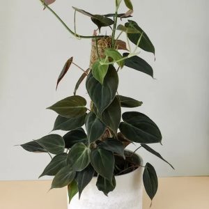 hình ảnh: cây trầu bà nhung micans