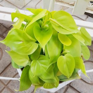 hình ảnh: cây trầu bà thái vàng chậu treo