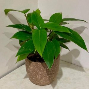 hình ảnh; cây trầu bà tỷ phú chậu treo