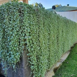 hình ảnh: cây vẩy rồng chậu treo trong trí trí ngoại thất