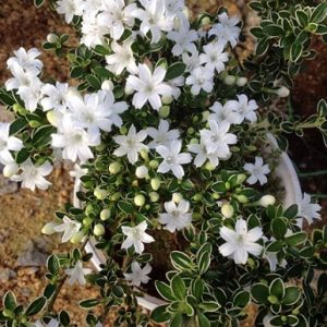 hình ảnh: cây bạch tuyết mai để bàn