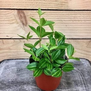 hình ảnh: cây bình an để bàn