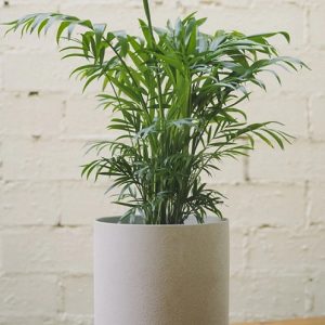 hình ảnh: cây cau tiểu trâm để bàn