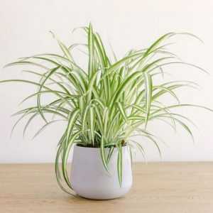 hình ảnh: cây cỏ lan chi để bàn