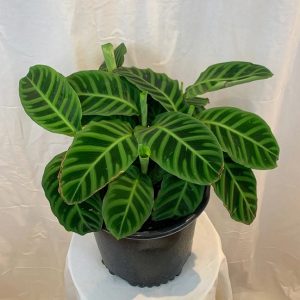 Cây đuôi công Calathea Zebrina