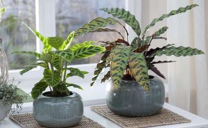 hình ảnh: cây đuôi phụng để bàn