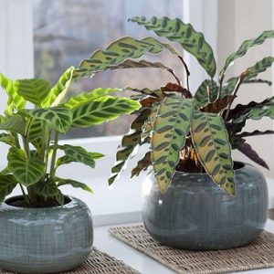 hình ảnh: cây đuôi phụng để bàn