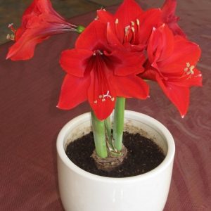 hình ảnh: cây hoa huệ đỏ để bàn