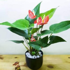 hình ảnh cây hồng môn để bàn