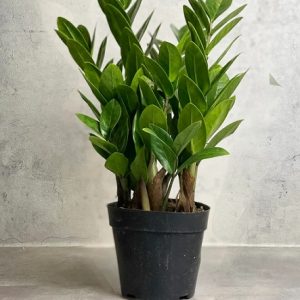 hình ảnh: cây kim phát tài để bàn